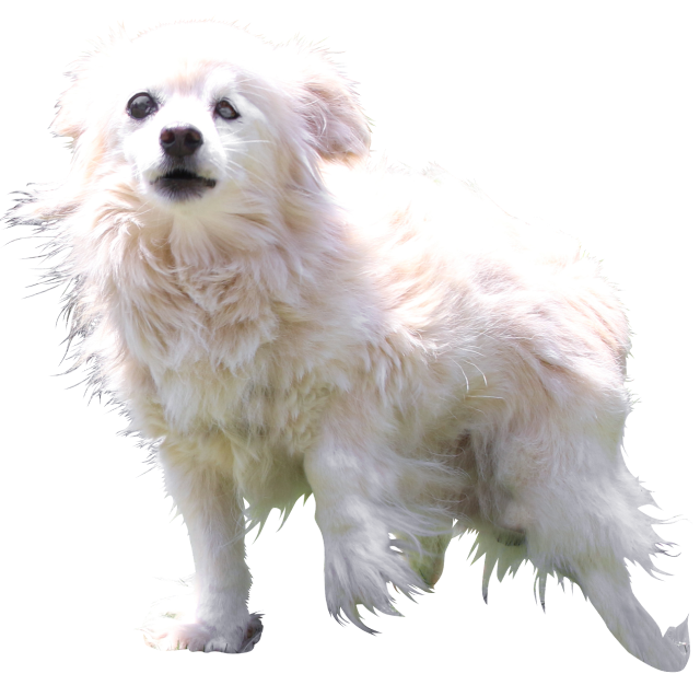 白い毛並みの犬が走っている様子